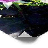 Poster Rose de lavande (Coin)