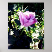 Poster Rose de lavande (Devant)