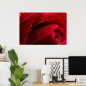 Poster Rose de macro rouge avec gouttelettes d'eau (Bureau à domicile)