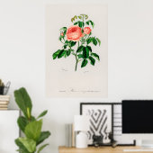 Poster Rose de mai (Rosa Centifilia) (Bureau à domicile)