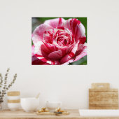 Poster Rose de menthe poivrée (Cuisine)