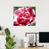Poster Rose de menthe poivrée (Bureau à domicile)