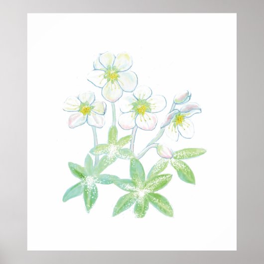 Poster Rose de Noël, Helleborus niger (Devant)
