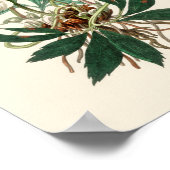 Poster Rose de Noël (Helleborus niger) (Coin)