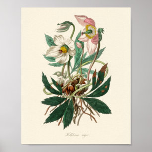 Poster Rose de Noël (Helleborus niger)