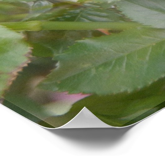 Poster Rose de nuage parfumé Imprimer (Coin)