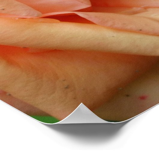 Poster Rose de pêche en fleur (Coin)