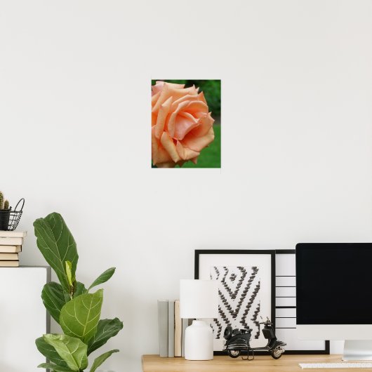 Poster Rose de pêche en fleur (Bureau à domicile)