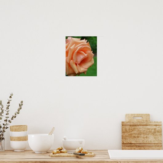 Poster Rose de pêche en fleur (Cuisine)