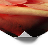 Poster Rose de pêche en fleur (Coin)