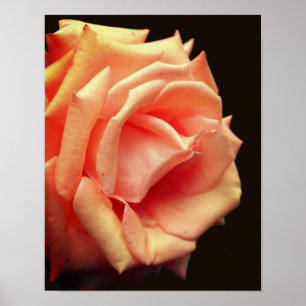 Poster Rose de pêche en fleur