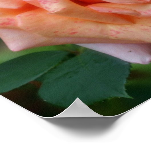 Poster Rose De Pêche En Fleur (Coin)