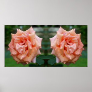 Poster Rose de pêche en mosaïque dans le miroir en fleur 