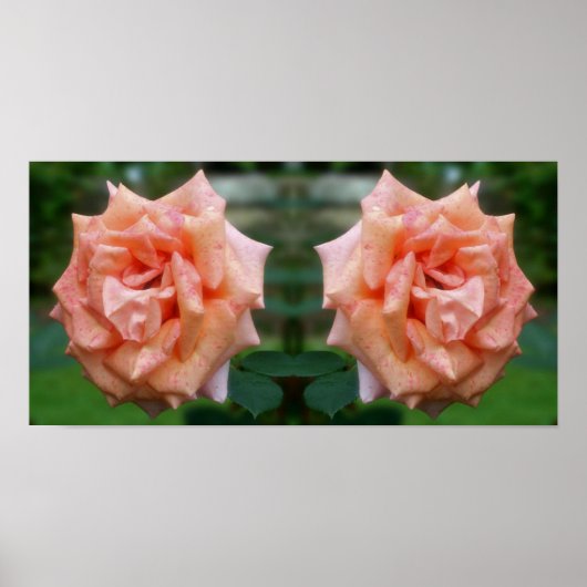 Poster Rose de pêche en mosaïque dans le miroir en fleur (Devant)