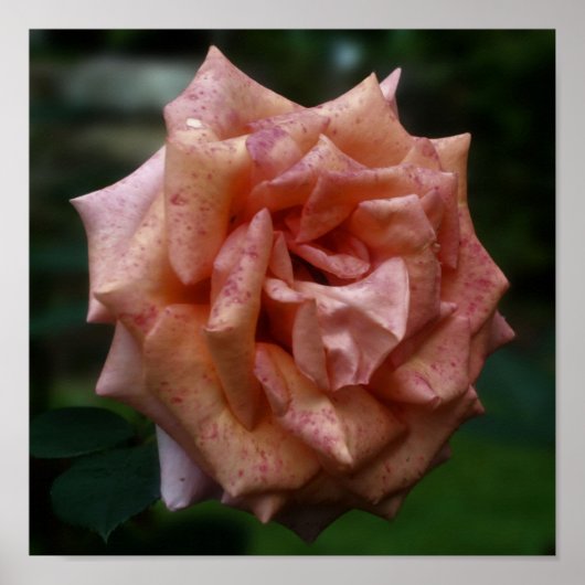 Poster Rose de pêche en mosaïque vers le haut (Devant)