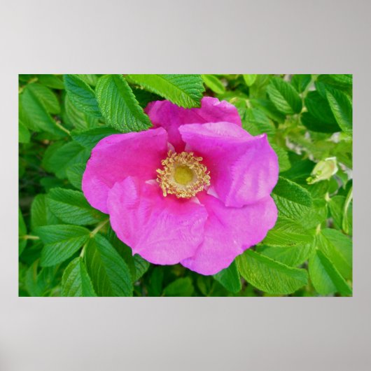 Poster Rose de Pink Beach (Devant)