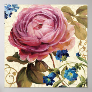 Poster Rose de rose en pleine floraison