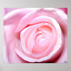 Poster Rose de rose, S Cyr
