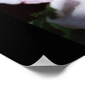 Poster rose de sharon (Coin)