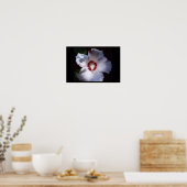 Poster rose de sharon (Cuisine)