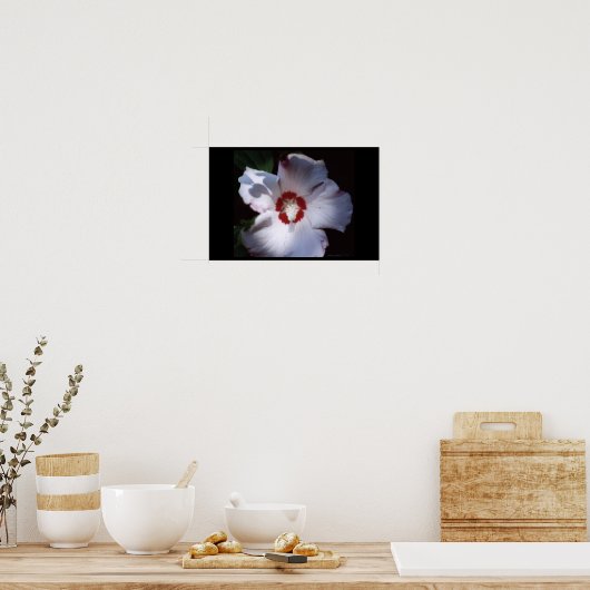 Poster rose de sharon (Cuisine)