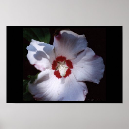 Poster rose de sharon (Devant)