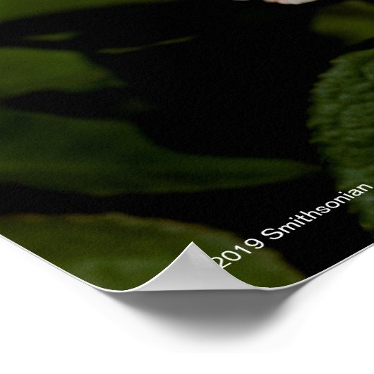 Poster Rose de thé (Coin)