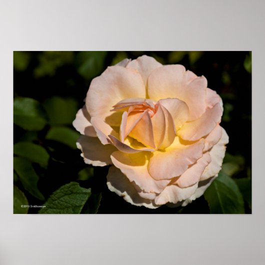 Poster Rose de thé (Devant)