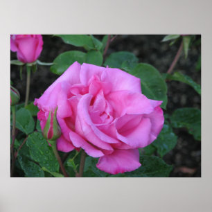 Poster Rose de thé hybride 0N McCartney 168