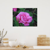 Poster Rose de thé hybride McCartney 168 (Cuisine)