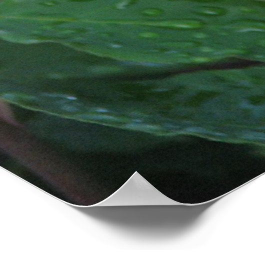 Poster Rose de thé hybride McCartney 168 (Coin)