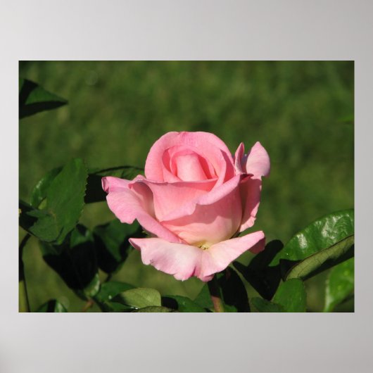 Poster Rose de thé hybride Promise rose 132 (Devant)