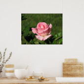 Poster Rose de thé hybride Promise rose 132 (Cuisine)