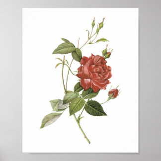 Poster rose de thé (Rosa indica cruenta) par Redouté