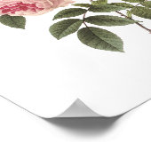Poster rose de thé (Rosa indica) par Redouté (Coin)