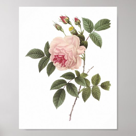 Poster rose de thé (Rosa indica) par Redouté (Devant)
