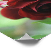 Poster Rose Delicate Rouge Profond (Coin)