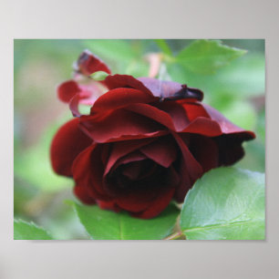 Poster Rose Delicate Rouge Profond