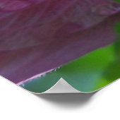 Poster Rose des fleurs de Sharon (Coin)