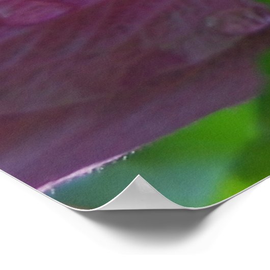 Poster Rose des fleurs de Sharon (Coin)