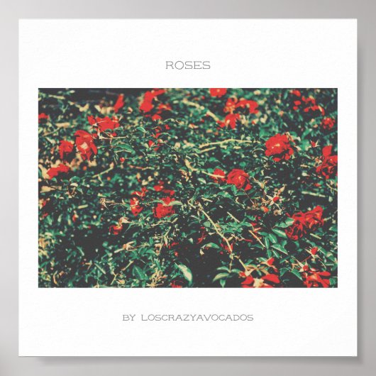 Poster Rose Des Fleurs Rouge Et Vert (Devant)