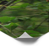 Poster Rose d'Escalade ancien de Cherokee (Coin)