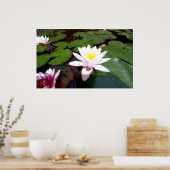 Poster Rose d'étang blanc (Cuisine)