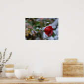 Poster Rose d'hiver (Cuisine)
