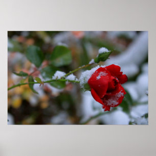 Poster Rose d'hiver