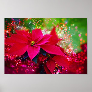 Poster Rose d'hiver, poinsettia / Weihnachtsstern festlic