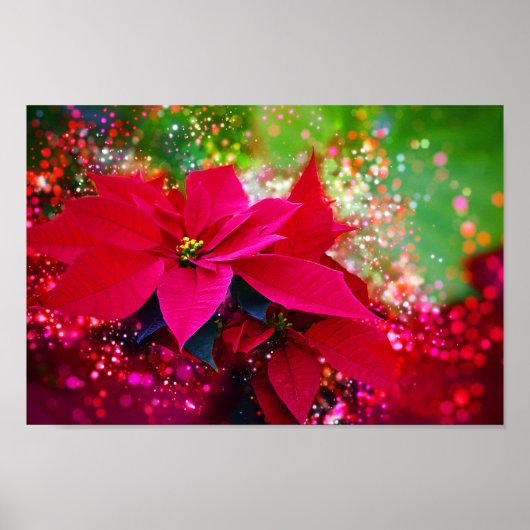 Poster Rose d'hiver, poinsettia / Weihnachtsstern festlic (Devant)