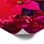 Poster Rose d'hiver, poinsettia / Weihnachtsstern festlic (Coin)