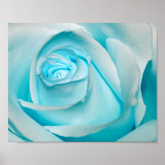 Poster Rose d'Ice
