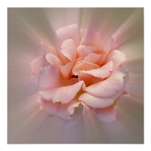 Poster Rose doré (Devant)